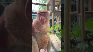 Unbelievable: The Amazing Big Nose Monkey | #shorts #youtubeshorts