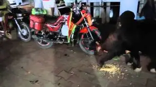World smallest bull in India