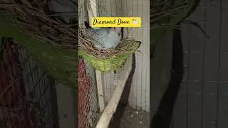Diamond Dove #love #birds