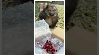 Yt comedy 84 #funny #ekmotahathighumechala #comedy #ytshorts #monkey #newमारवाड़ीcomedy  #pets