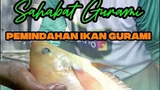 | Pemanfataan Lahan Sempit | Budi Daya Gumari