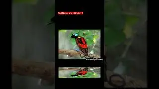 Wilson's Bird of Paradise (Indonesia) #unique #birds #shortvideo