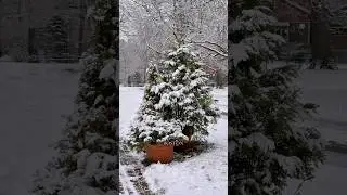White Christmas in Boston #bostonwinter #snowyboston #newenglandwinter #winterinboston