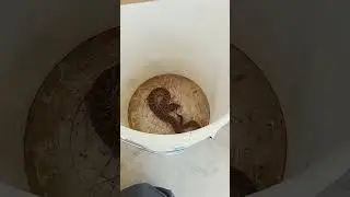 what's in the bucket?!! #ohno #806 #texas #hognosesnake #snakes #bucket #trendsetter