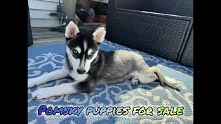 Pomsky Puppies For Sale in Chicago