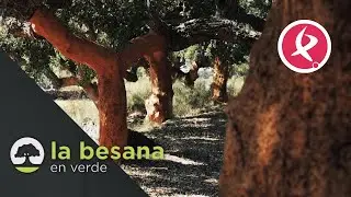 A map for cork oaks | The furrow in green