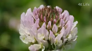 モモイロツメクサ Pink clover［4K 植物 Plant］