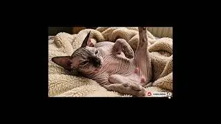 Sphynx Cat's 5-Star Sleep Routine 👑#SphynxCat #HairlessCat #CozyCat