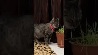 Любовь - это прекрасно: Барсик и Маня #cat #barsik #catshorts