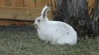 Guid to Rabbit business