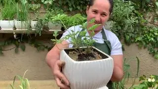 Citronela | Como Plantar na Sua Casa e Jardim