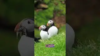 Can You Catch a Flying Puffin? | Craziest Bird Colony on Earth | Creative Nature #nature #birds