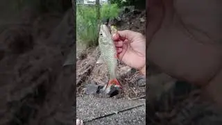กระสูบปากท่อ #fishing #ตกปลา #fish #ตกปลา #angler #fishinglife #ปลากระสูบ