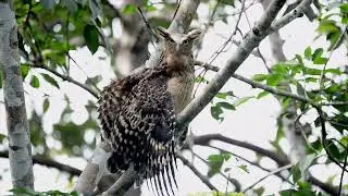 Buffy Fish Owl