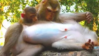 Mother Monkey Libby Balances Care Between Baby Lilly and New Baby