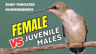 Female vs. Juvenile Male Ruby-Throated Hummingbirds: 2 Key Differences