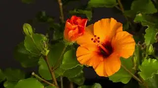Hibiscus, bloom, to flourish free stock video  Free for use & download