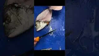 Quick & Easy Way To Scale & Fillet  Gilthead Bream