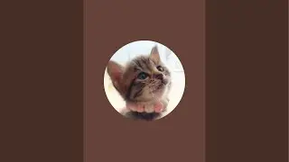 保護猫コネコのミルボラLIVEー🍼ミルクタイム｜#MilkVolunteers  #RescuedCat #保護猫 #ShelterCat