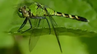 Eastern Pondhawk Dragonfly