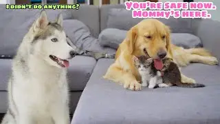 Protective Golden Retriever Blocks a Husky to Save Tiny Kittens