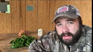 Shedwars: Harvesting more peppers!