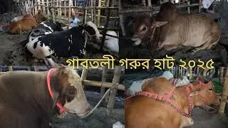 গাবতলী হাট এর সকল বড় গরু | গরুর হাট ২০২৫ | Gorur Haat