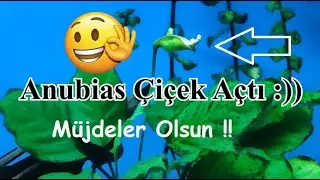 Anubias Bitkisi Çiçek Açtı :) Son Durum
