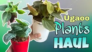 I bought plants from India&rsquo;s most trusted plant store 😍 | Ugaoo plants review