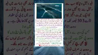 World&rsquo;s Biggest Animal Shows Allah&rsquo;s Power! | inspiration ❤️#islamicscience