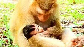 YOUNG MOTHER MONKEY ROSE TAKE CARE HER BABY REX SO WELL, SHE HUGS AND GIVE MILK TO REX,THE BEST MUM