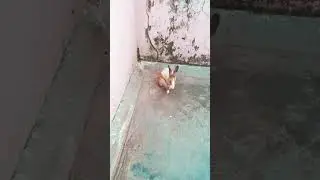 #ChikuHopping #BunnyHops #RabbitHopping #ChikuTheRabbit #BunnyFun #HoppingBunny #PetRabbitJoy