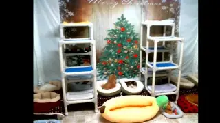 Blind Cat Rescue & Sanctuary, Inc Live Stream