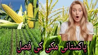 Maki ki fasal |Crope of corn| Village beautiful scene 202