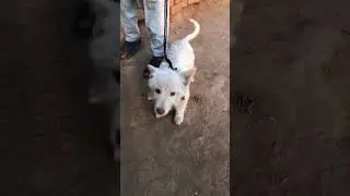 Cute pet reaction | New pet in mini zoo | Daily pet routine #lazypets #lovelypets #petlovers