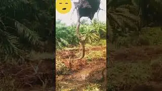 Very big snake in the  lake when seen #snake #shorts