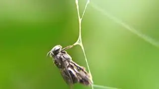 The bee is trapped in the spider's web
