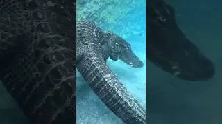 Animals transformation||snake||crocodile||wolf||#snake #wolf #animals #shorts