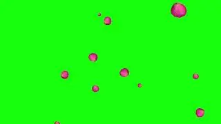 GREEN SCREEN | ANIMATED ROSE PETALS | CHROMA KEY | Teacher Burnz