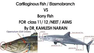 Cartilaginous Fish / Elasmobranch & Bony Fish FOR  class 11/ 12 /NEET / AIIMS By DR. KAMLESH NARAIN