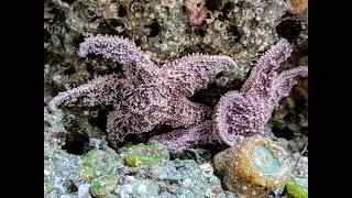 Port Orford Sea Caves and Sisters Rock State Park
