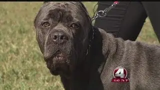 Local breeder and dog competing at Westminster Dog Show in New York