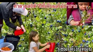 #ทำลายสถิติ7ปีที่เก็บผลไม้ป่าขาย6ชมได้เงินหมื่น