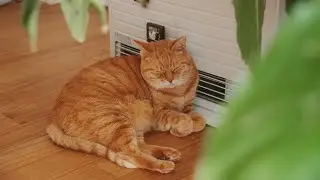 My Home in Japan