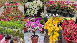 Bougainville plant Nursery Kolkata Thai variety paper flower online sale horticultureking