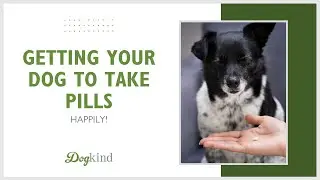Getting your dog to take pills