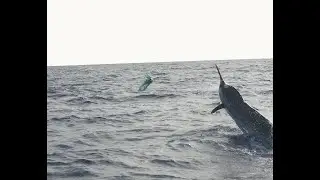 May Blue Marlin in Cape Verde