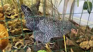 Barred Rock Back Yard Chickens, Docile and Hardy Hens