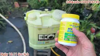Hướng dẫn phun phân bón lá để hoa giấy rộ hoa đúng Tết Bính Ngọ