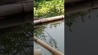#ranyud tatangga mah
